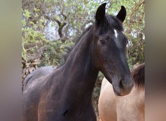 Andaluces, Caballo castrado, 3 años, 155 cm, Tordo