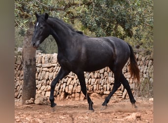 Andaluces, Caballo castrado, 3 años, 155 cm, Tordo