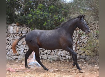 Andaluces, Caballo castrado, 3 años, 155 cm, Tordo