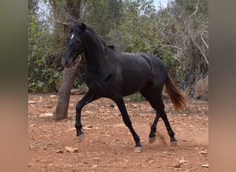Andaluces, Caballo castrado, 3 años, 155 cm, Tordo