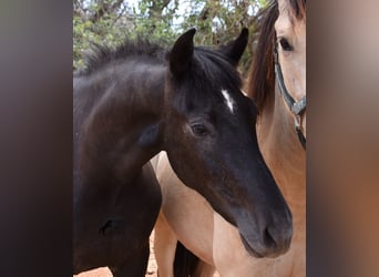 Andaluces, Caballo castrado, 3 años, 155 cm, Tordo