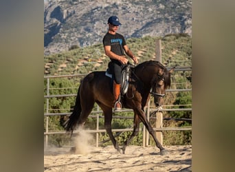 Andaluces, Caballo castrado, 3 años, 156 cm, Bayo