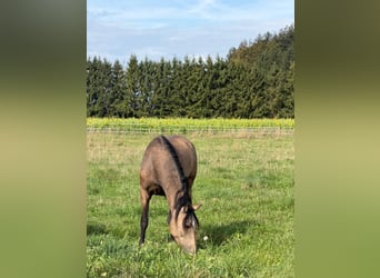 Andaluces, Caballo castrado, 3 años, 156 cm, Buckskin/Bayo