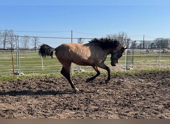 Andaluces, Caballo castrado, 3 años, 156 cm, Buckskin/Bayo