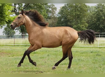 Andaluces, Caballo castrado, 3 años, 156 cm, Buckskin/Bayo