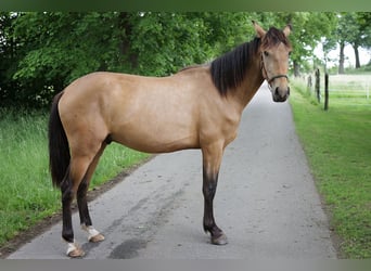 Andaluces, Caballo castrado, 3 años, 156 cm, Buckskin/Bayo