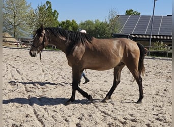 Andaluces Mestizo, Caballo castrado, 3 años, 156 cm, Musgo marrón