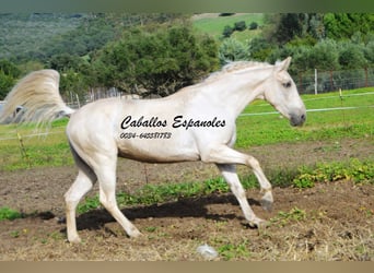 Andaluces, Caballo castrado, 3 años, 156 cm, Palomino