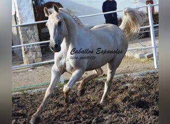 Andaluces, Caballo castrado, 3 años, 156 cm, Palomino
