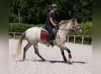 Andaluces, Caballo castrado, 3 años, 156 cm, Tordo