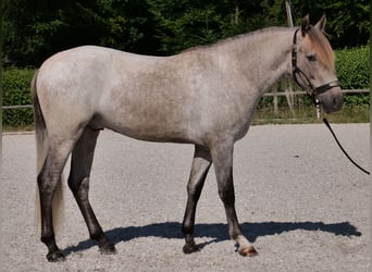 Andaluces, Caballo castrado, 3 años, 156 cm, Tordo