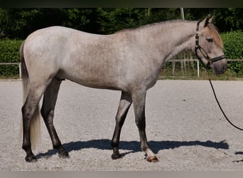 Andaluces, Caballo castrado, 3 años, 156 cm, Tordo