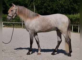 Andaluces, Caballo castrado, 3 años, 156 cm, Tordo