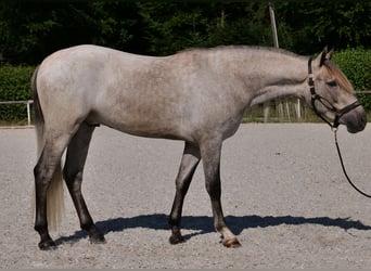 Andaluces, Caballo castrado, 3 años, 156 cm, Tordo