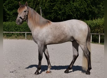 Andaluces, Caballo castrado, 3 años, 156 cm, Tordo