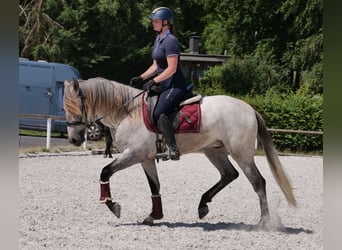 Andaluces, Caballo castrado, 3 años, 156 cm, Tordo