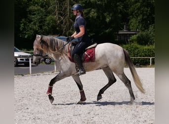 Andaluces, Caballo castrado, 3 años, 156 cm, Tordo