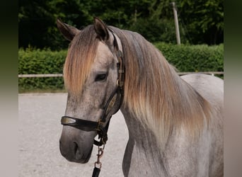Andaluces, Caballo castrado, 3 años, 156 cm, Tordo