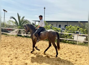 Andaluces Mestizo, Caballo castrado, 3 años, 156 cm, Tordo