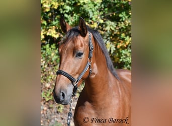 Andaluces, Caballo castrado, 3 años, 157 cm, Castaño