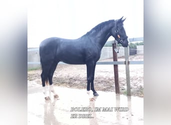 Andaluces, Caballo castrado, 3 años, 157 cm, Negro