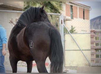 Andaluces, Caballo castrado, 3 años, 158 cm, Negro