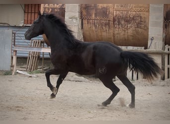 Andaluces, Caballo castrado, 3 años, 158 cm, Negro