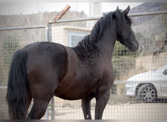 Andaluces, Caballo castrado, 3 años, 158 cm, Negro