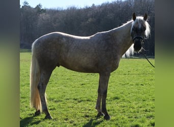 Andaluces Mestizo, Caballo castrado, 3 años, 158 cm, Palomino