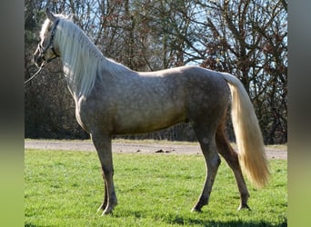 Andaluces Mestizo, Caballo castrado, 3 años, 158 cm, Palomino