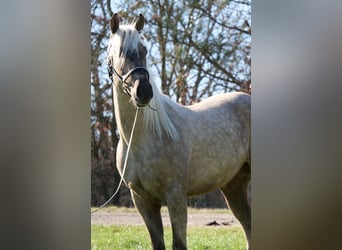 Andaluces Mestizo, Caballo castrado, 3 años, 158 cm, Palomino