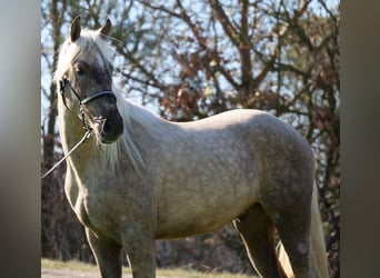 Andaluces Mestizo, Caballo castrado, 3 años, 158 cm, Palomino