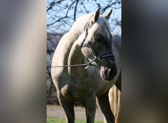 Andaluces Mestizo, Caballo castrado, 3 años, 158 cm, Palomino