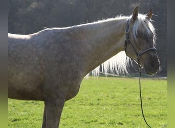 Andaluces Mestizo, Caballo castrado, 3 años, 158 cm, Palomino
