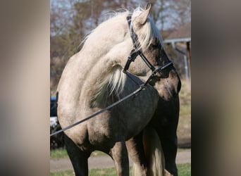 Andaluces Mestizo, Caballo castrado, 3 años, 158 cm, Palomino