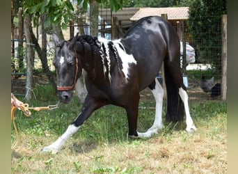 Andaluces, Caballo castrado, 3 años, 158 cm, Tobiano-todas las-capas