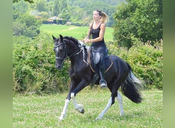 Andaluces, Caballo castrado, 3 años, 158 cm, Tobiano-todas las-capas