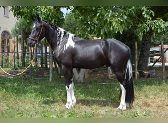 Andaluces, Caballo castrado, 3 años, 158 cm, Tobiano-todas las-capas