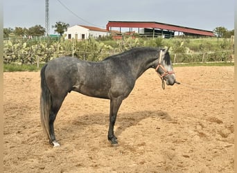 Andaluces, Caballo castrado, 3 años, 158 cm, Tordo