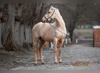 Andaluces Mestizo, Caballo castrado, 3 años, 159 cm, Palomino