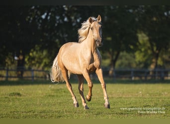 Andaluces Mestizo, Caballo castrado, 3 años, 159 cm, Palomino