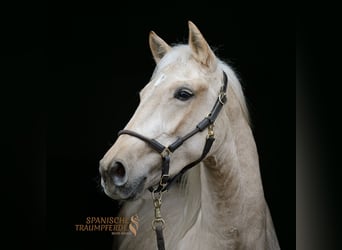 Andaluces Mestizo, Caballo castrado, 3 años, 159 cm, Palomino