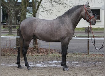 Andaluces, Caballo castrado, 3 años, 159 cm, Tordillo negro