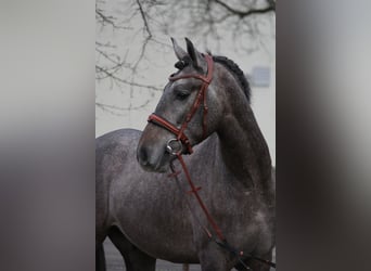 Andaluces, Caballo castrado, 3 años, 159 cm, Tordillo negro