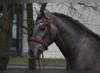 Andaluces, Caballo castrado, 3 años, 159 cm, Tordo