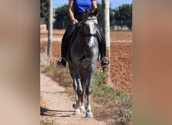 Andaluces, Caballo castrado, 3 años, 159 cm, Tordo