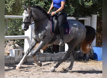Andaluces, Caballo castrado, 3 años, 159 cm, Tordo