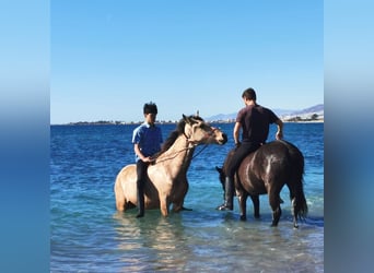 Andaluces, Caballo castrado, 3 años, 160 cm, Bayo