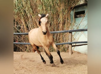 Andaluces, Caballo castrado, 3 años, 160 cm, Bayo