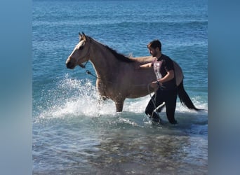 Andaluces, Caballo castrado, 3 años, 160 cm, Bayo